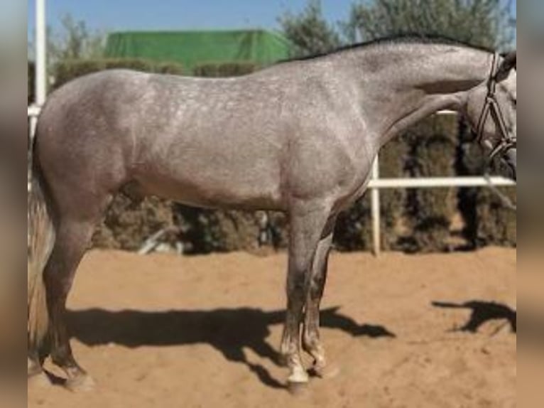 PRE Mix Wallach 3 Jahre 160 cm Schimmel in Sevilla