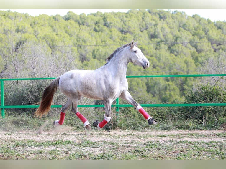 PRE Mix Wallach 3 Jahre 160 cm Schimmel in Terrassa