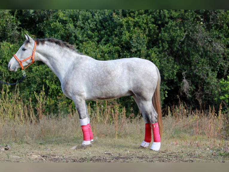 PRE Mix Wallach 3 Jahre 160 cm Schimmel in Terrassa