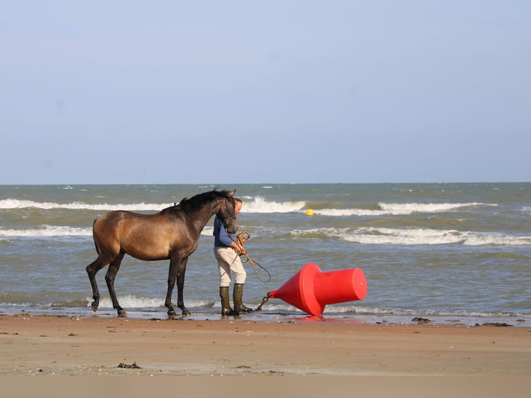 PRE Wallach 3 Jahre 160 cm Schimmel in Alveringem