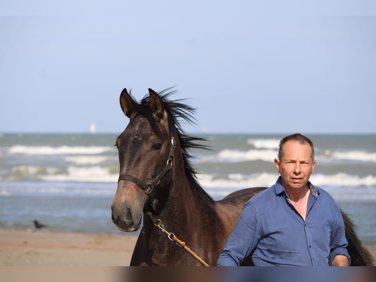 PRE Wallach 3 Jahre 160 cm Schimmel in Alveringem