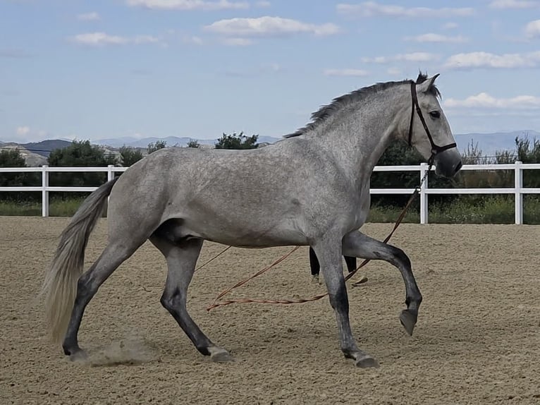 PRE Wallach 3 Jahre 160 cm Schimmel in Coín, Málaga