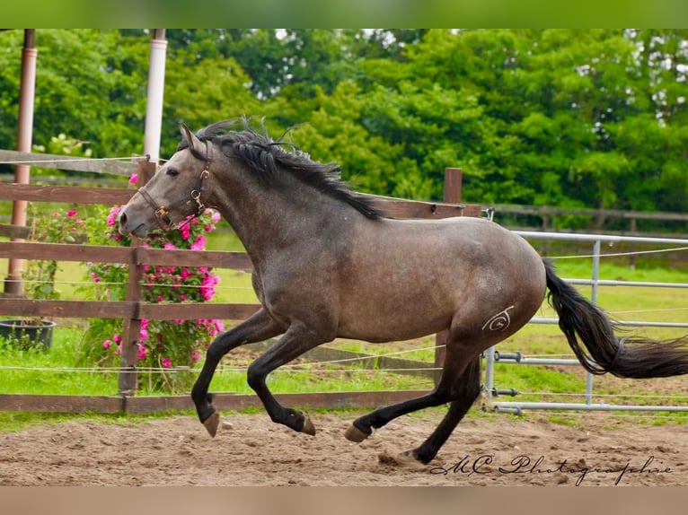 PRE Wallach 3 Jahre 160 cm Schimmel in Brandis