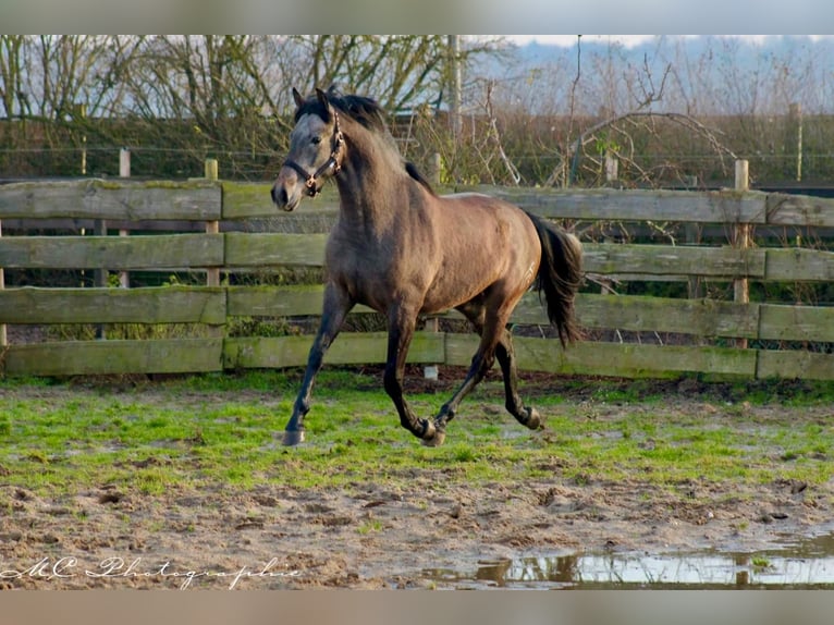 PRE Wallach 3 Jahre 160 cm Schimmel in Brandis