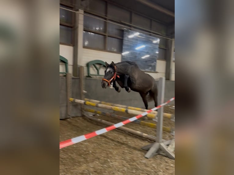 PRE Wallach 3 Jahre 160 cm Schimmel in Otterberg