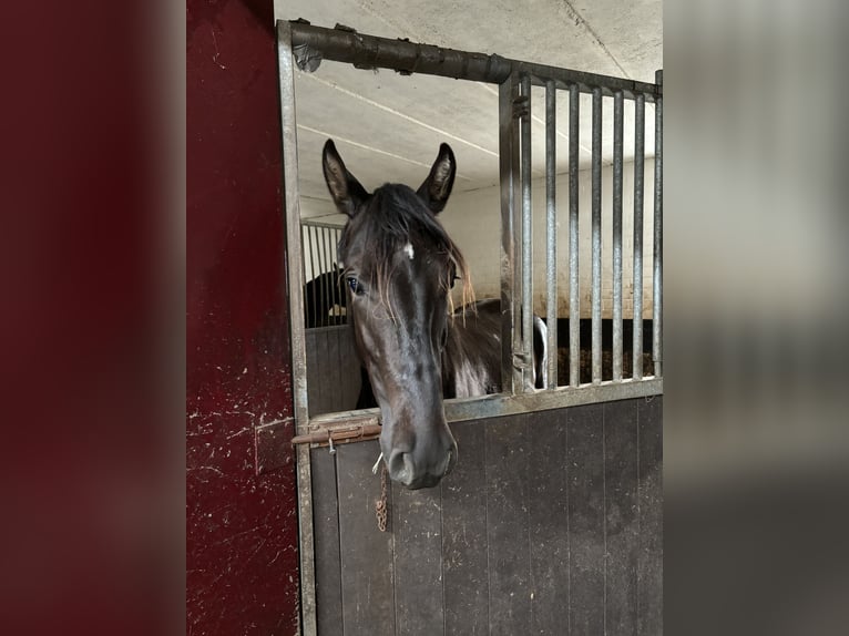 PRE Mix Wallach 3 Jahre 160 cm Schwarzbrauner in M&#xF6;nchengladbach