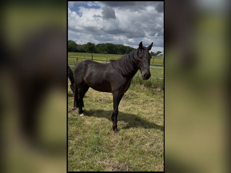 PRE Mix Wallach 3 Jahre 160 cm Schwarzbrauner in M&#xF6;nchengladbach