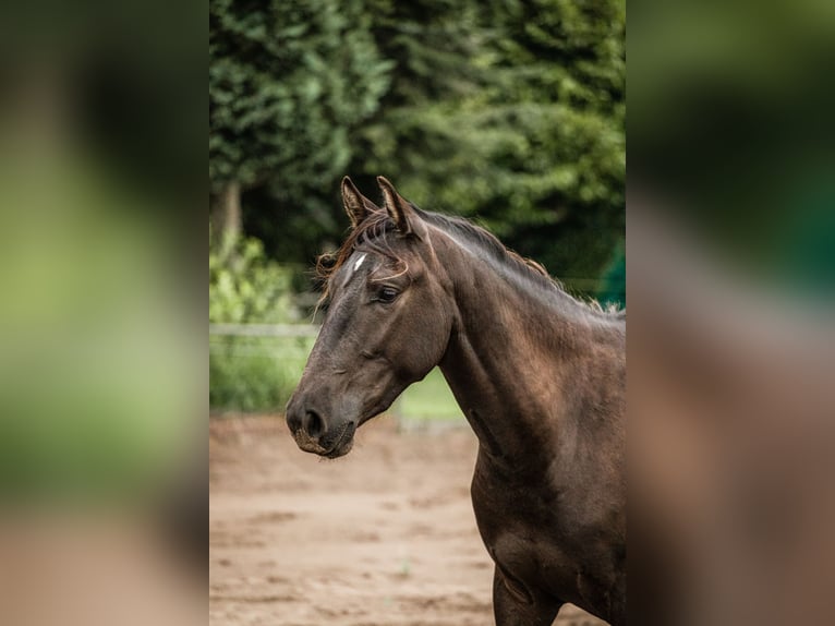 PRE Mix Wallach 3 Jahre 160 cm Schwarzbrauner in M&#xF6;nchengladbach