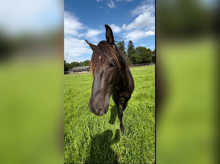 PRE Mix Wallach 3 Jahre 160 cm Schwarzbrauner in M&#xF6;nchengladbach