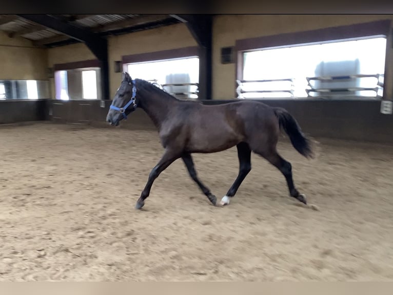 PRE Mix Wallach 3 Jahre 160 cm Schwarzbrauner in M&#xF6;nchengladbach