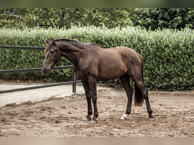 PRE Mix Wallach 3 Jahre 160 cm Schwarzbrauner in M&#xF6;nchengladbach
