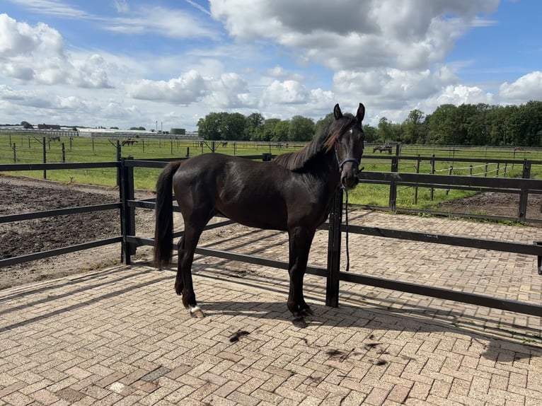 PRE Mix Wallach 3 Jahre 160 cm Schwarzbrauner in M&#xF6;nchengladbach