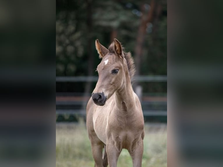 PRE Mix Wallach 3 Jahre 160 cm Schwarzbrauner in M&#xF6;nchengladbach