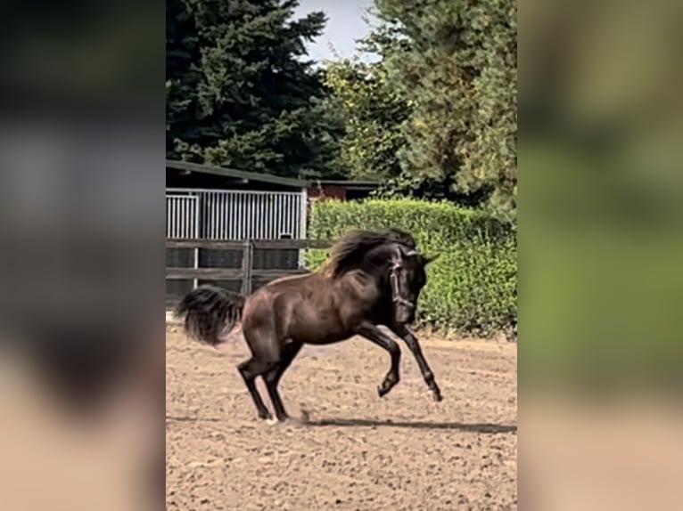 PRE Mix Wallach 3 Jahre 160 cm Schwarzbrauner in M&#xF6;nchengladbach