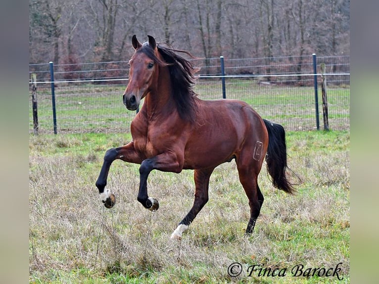 PRE Mix Wallach 3 Jahre 161 cm Brauner in Wiebelsheim