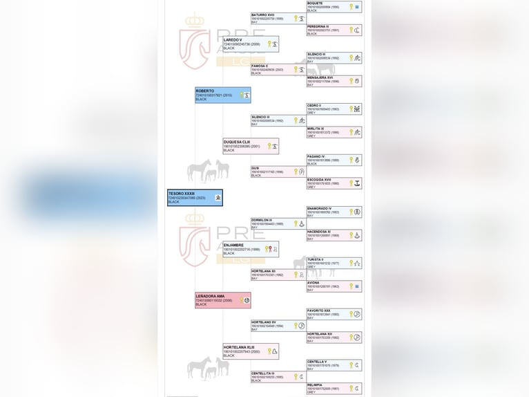 PRE Wallach 3 Jahre 162 cm Rappe in Salzburg