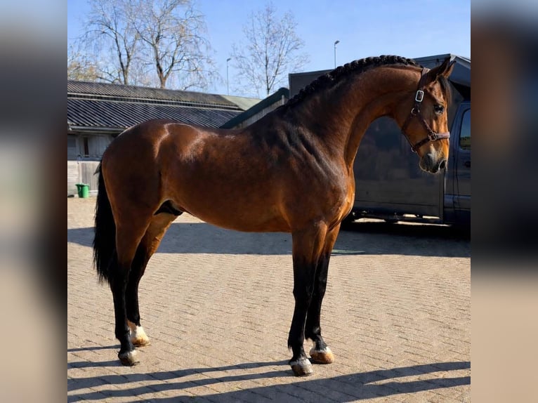 PRE Wallach 3 Jahre 163 cm Brauner in Feuchtwangen
