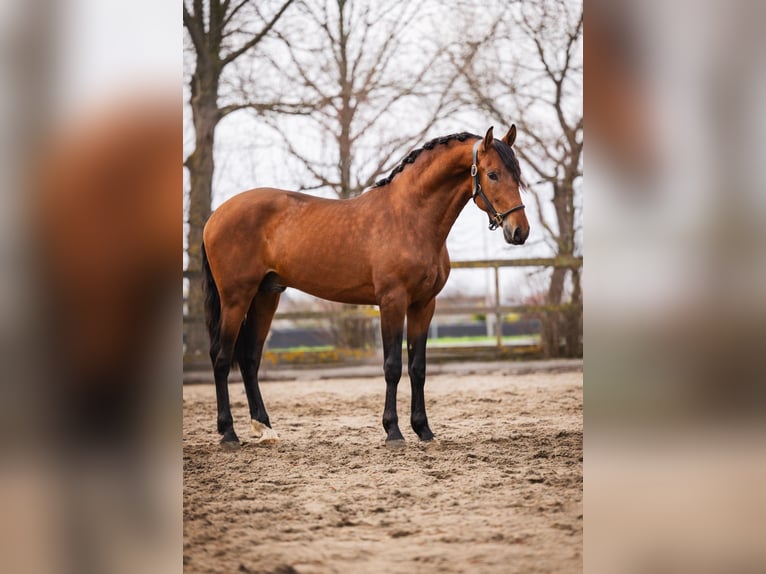PRE Wallach 3 Jahre 163 cm Brauner in Poeldijk