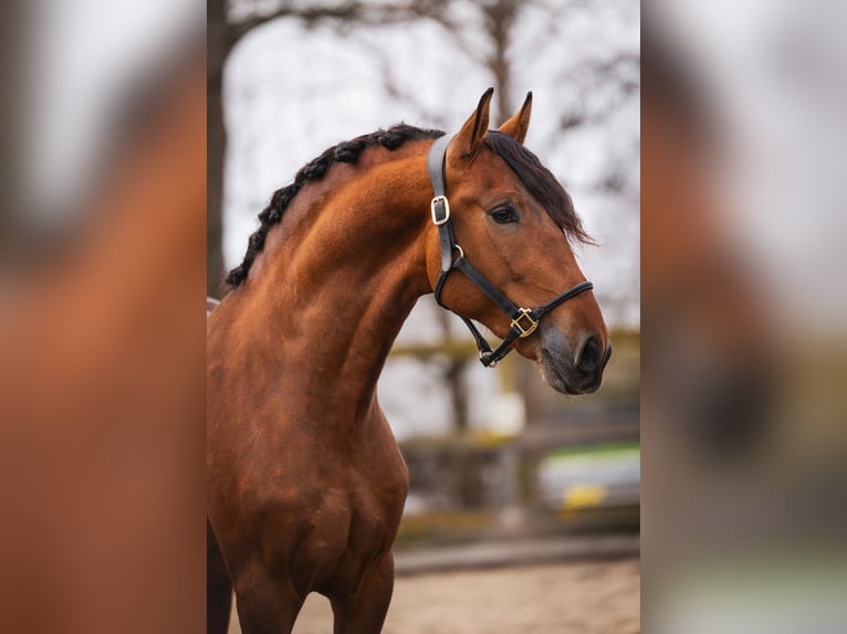 PRE Wallach 3 Jahre 163 cm Brauner in Poeldijk