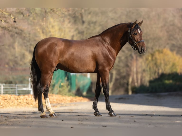 PRE Mix Wallach 3 Jahre 163 cm Brauner in Windhagen