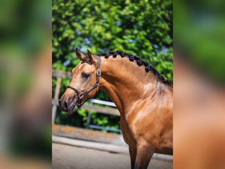 PRE Wallach 3 Jahre 163 cm Buckskin in Grebenhain