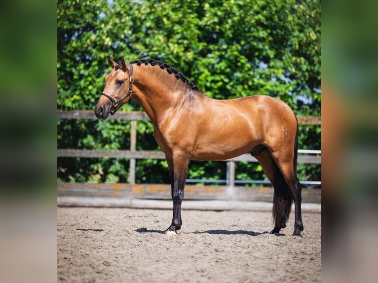 PRE Wallach 3 Jahre 163 cm Buckskin in Grebenhain