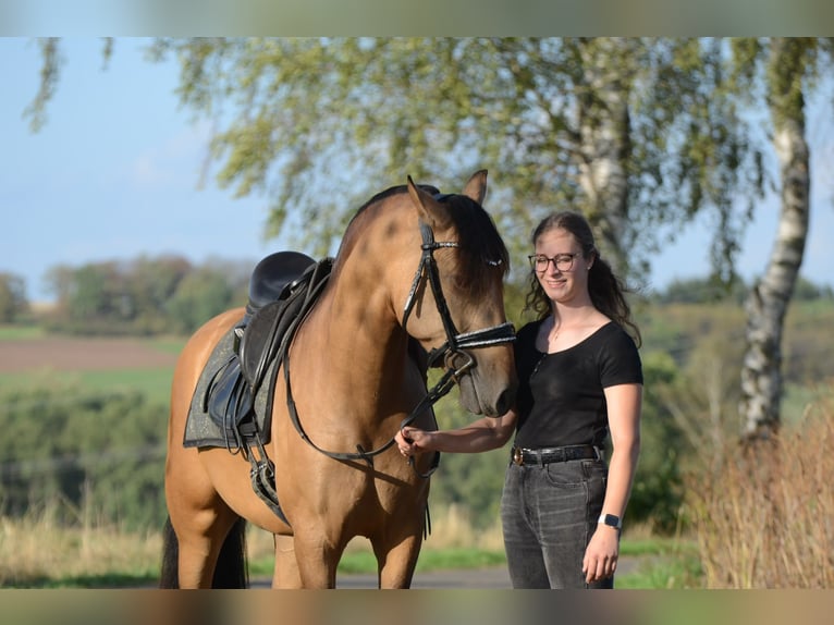 PRE Wallach 3 Jahre 163 cm Buckskin in Grebenhain