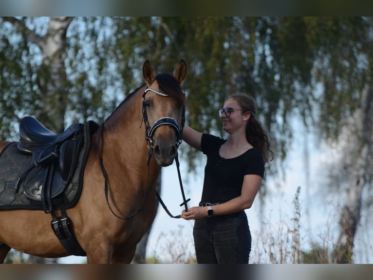 PRE Wallach 3 Jahre 163 cm Buckskin in Grebenhain