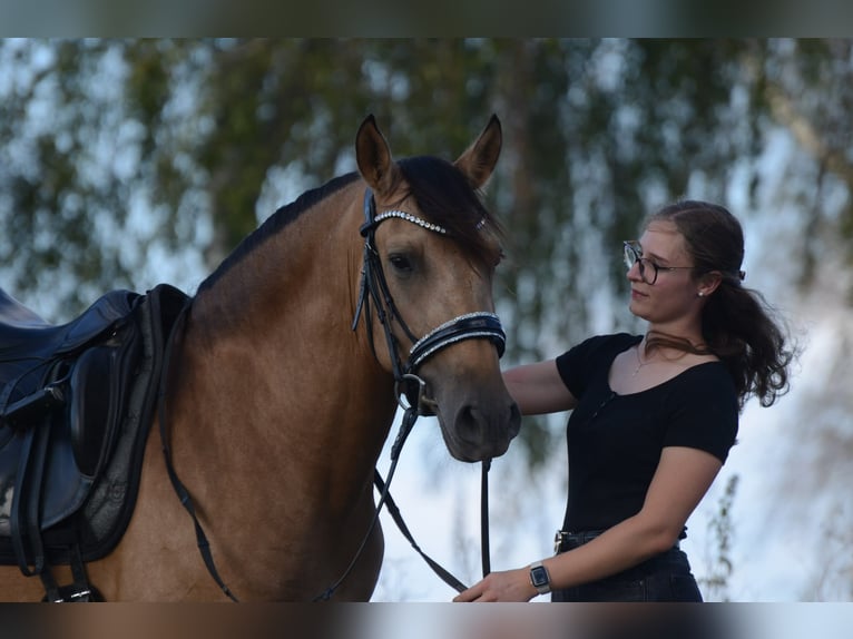 PRE Wallach 3 Jahre 163 cm Buckskin in Grebenhain