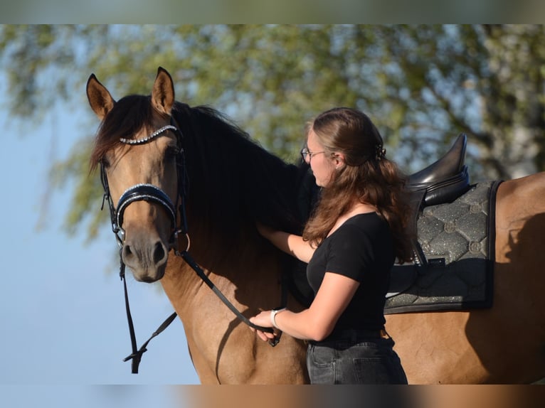PRE Wallach 3 Jahre 163 cm Buckskin in Grebenhain