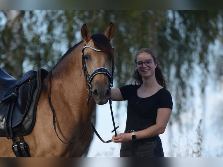 PRE Wallach 3 Jahre 163 cm Buckskin in Grebenhain
