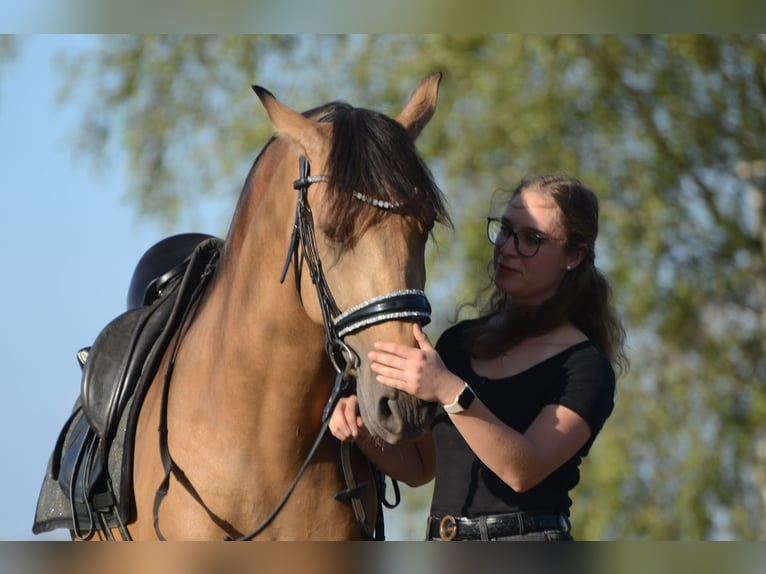 PRE Wallach 3 Jahre 163 cm Buckskin in Grebenhain