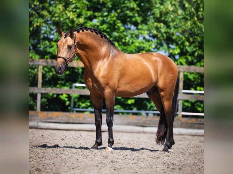 PRE Wallach 3 Jahre 163 cm Buckskin in Grebenhain