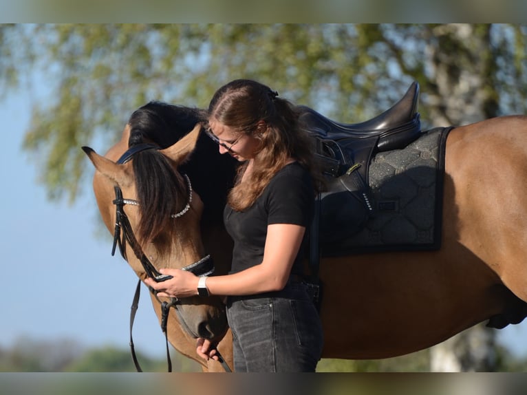 PRE Wallach 3 Jahre 163 cm Buckskin in Grebenhain