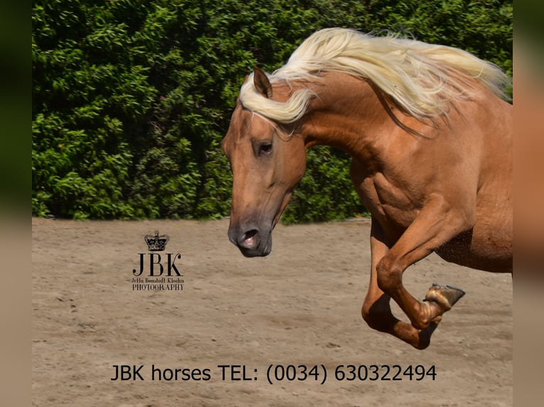 PRE Mix Wallach 3 Jahre 163 cm Palomino in Tabernas Almeria