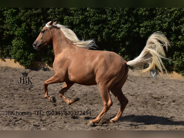 PRE Mix Wallach 3 Jahre 163 cm Palomino in Tabernas Almeria
