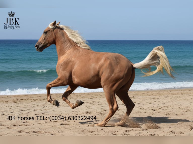 PRE Wallach 3 Jahre 163 cm Palomino in Tabernas Almer&#xED;a