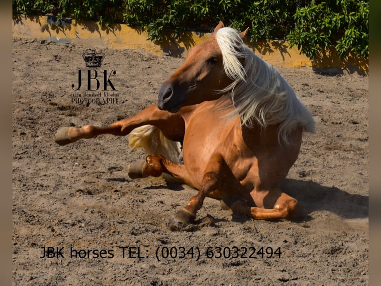 PRE Mix Wallach 3 Jahre 163 cm Palomino in Tabernas Almeria