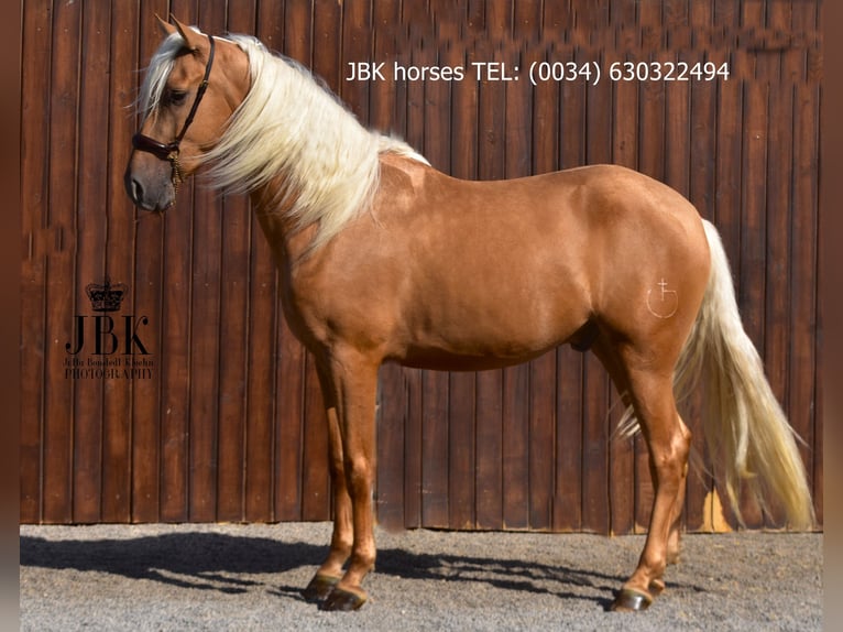 PRE Mix Wallach 3 Jahre 163 cm Palomino in Tabernas Almeria