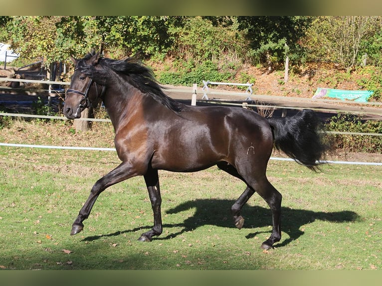 PRE Mix Wallach 3 Jahre 163 cm Rappe in Hassendorf