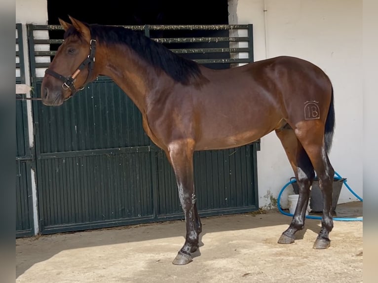 PRE Mix Wallach 3 Jahre 163 cm Rotbrauner in Talavera De La Reina