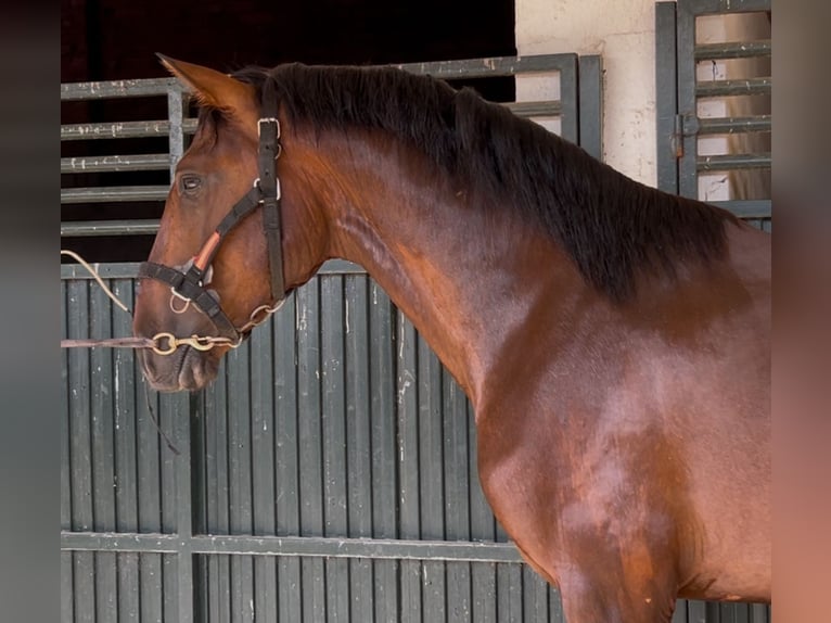 PRE Mix Wallach 3 Jahre 163 cm Rotbrauner in Talavera De La Reina