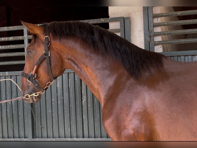 PRE Mix Wallach 3 Jahre 163 cm Rotbrauner in Talavera De La Reina