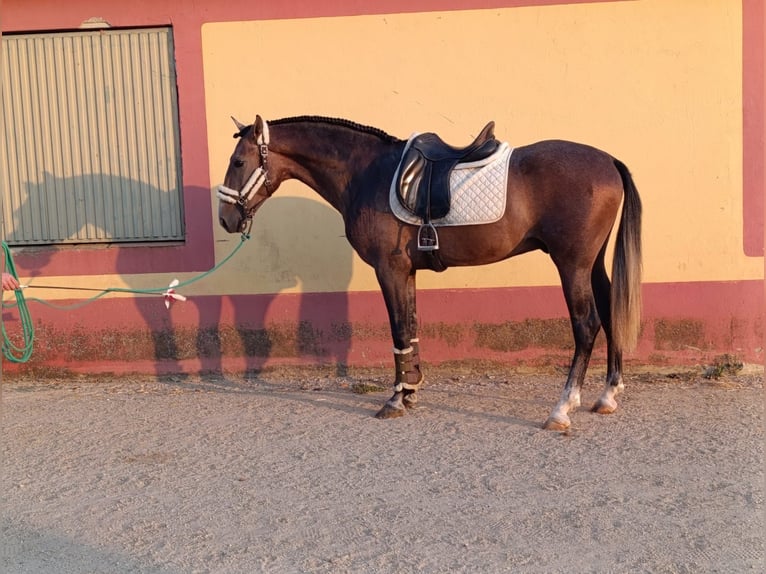 PRE Mix Wallach 3 Jahre 163 cm Schimmel in Medellin