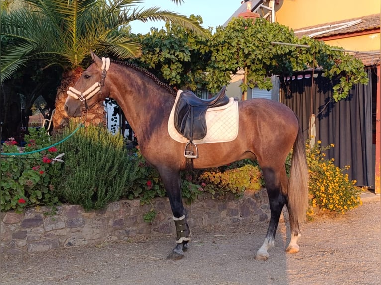 PRE Mix Wallach 3 Jahre 163 cm Schimmel in Medellin