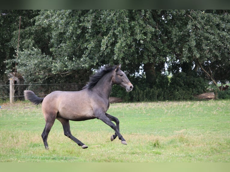 PRE Wallach 3 Jahre 163 cm Schimmel in Alveringem