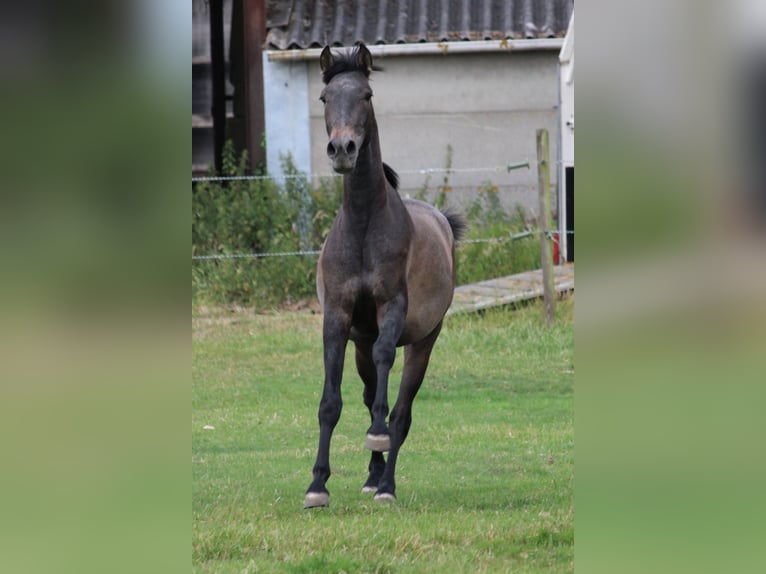PRE Wallach 3 Jahre 163 cm Schimmel in Alveringem