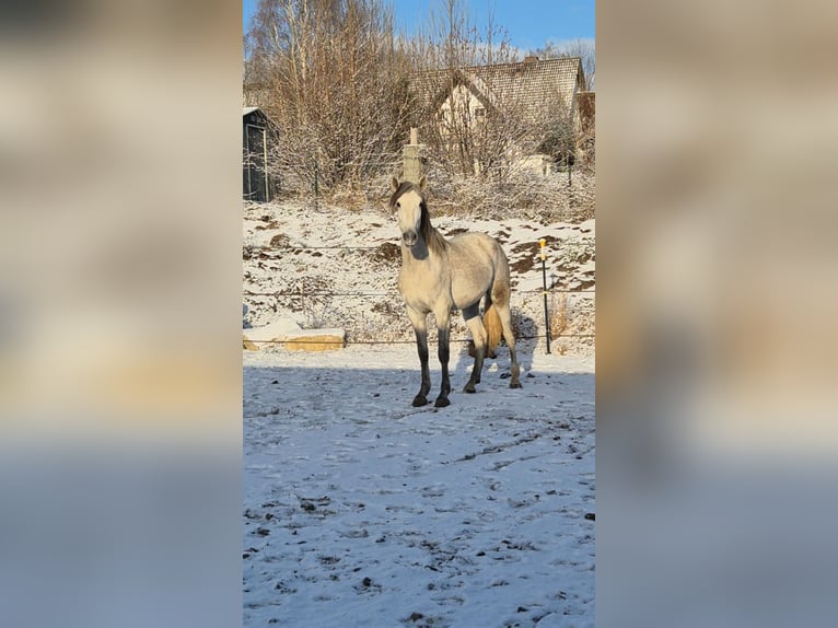 PRE Wallach 3 Jahre 163 cm Schimmel in Gefrees