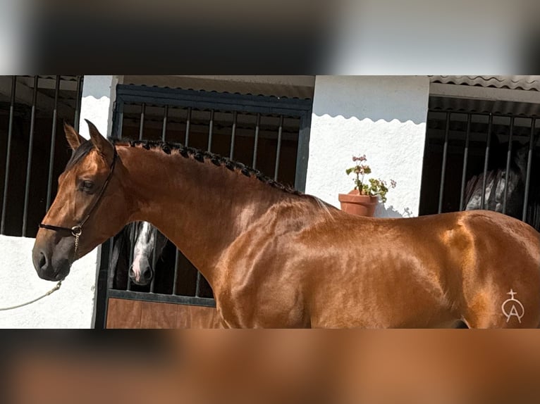 PRE Mix Wallach 3 Jahre 164 cm Buckskin in Lochen am See