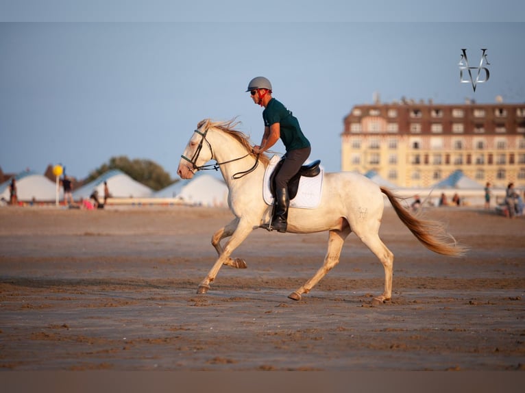 PRE Mix Wallach 3 Jahre 164 cm Cremello in Rouen
